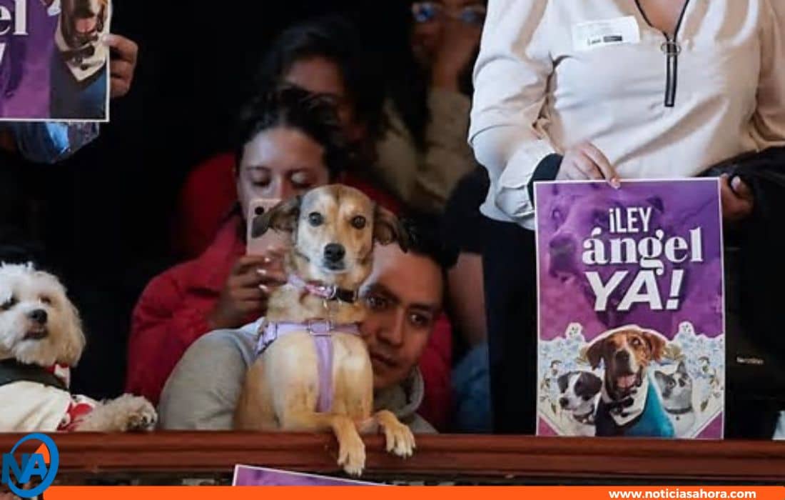 Ley Ángel.0