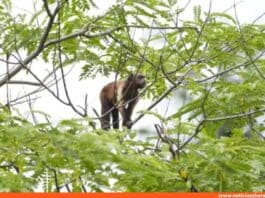 Mujer herida ataque mono silvestre en Miranda