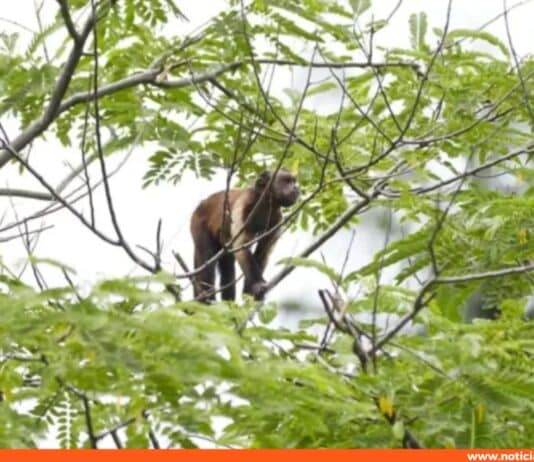 Mujer herida ataque mono silvestre en Miranda