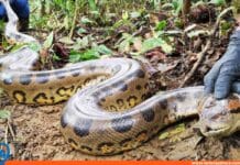 El Guri Anaconda de 4 metros