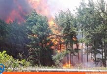 incendio Bosque de Uverito Monagas