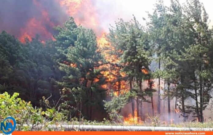 incendio Bosque de Uverito Monagas
