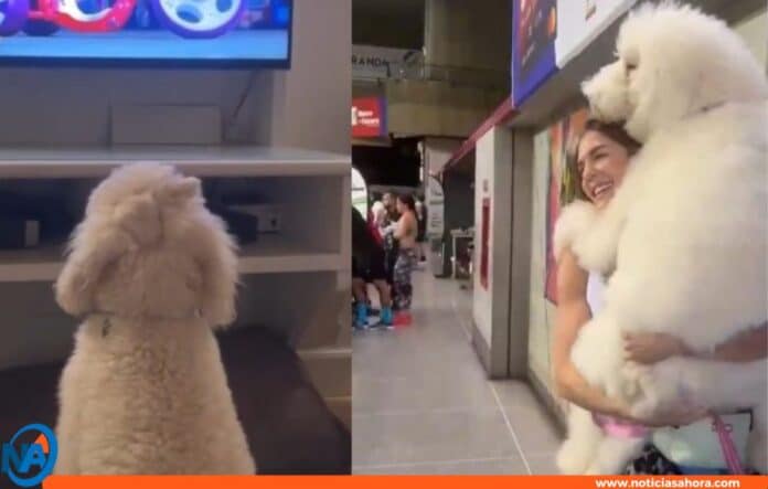 perros influencer Erika Guillén perros influencer Erika Guillén