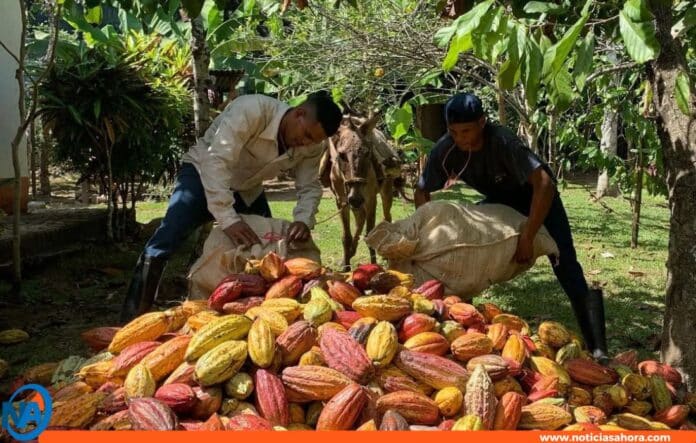 Cacao venezolano choroní Rusia