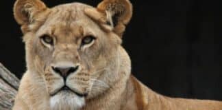 Leona atacó empleado circo egipto