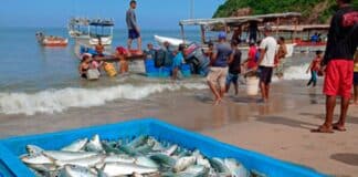 captura sardina sucre