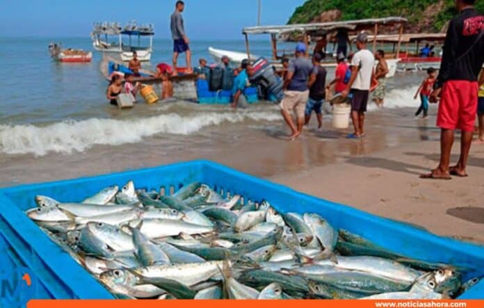captura sardina sucre captura sardina sucre
