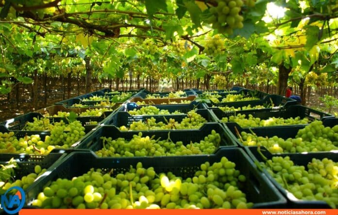 República Dominicana conquista EE.UU exportación de uvas