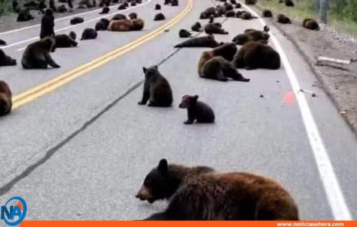 Bloqueo en Yellowstone osos Bloqueo en Yellowstone osos