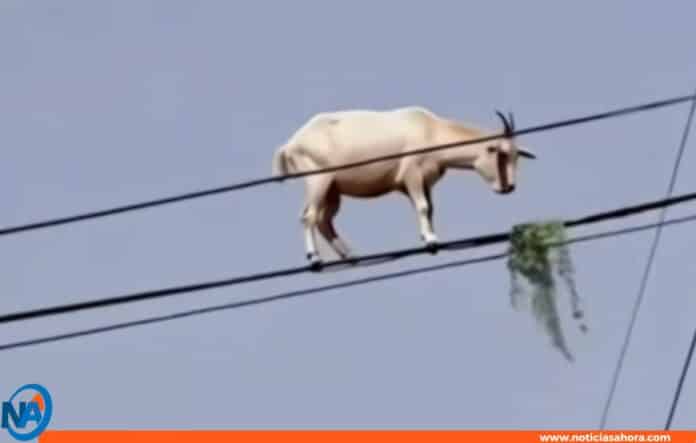 Cabra en Cables Eléctricos