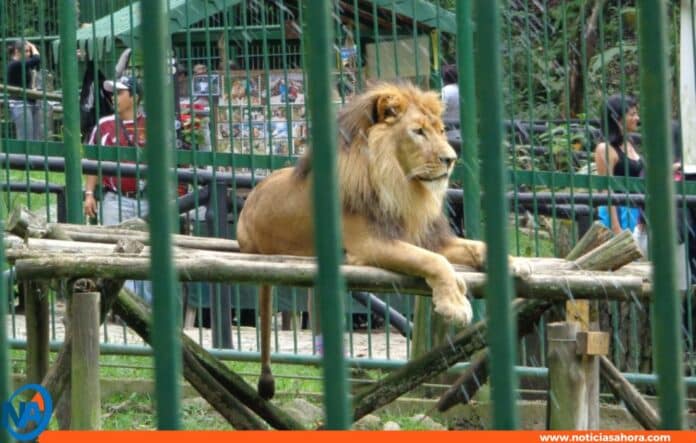vigilante murió atacado zoológico mérida