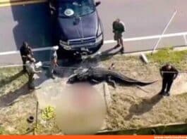 caimán ataca mujer florida