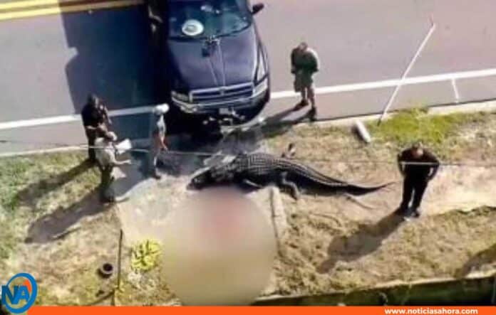 caimán ataca mujer florida