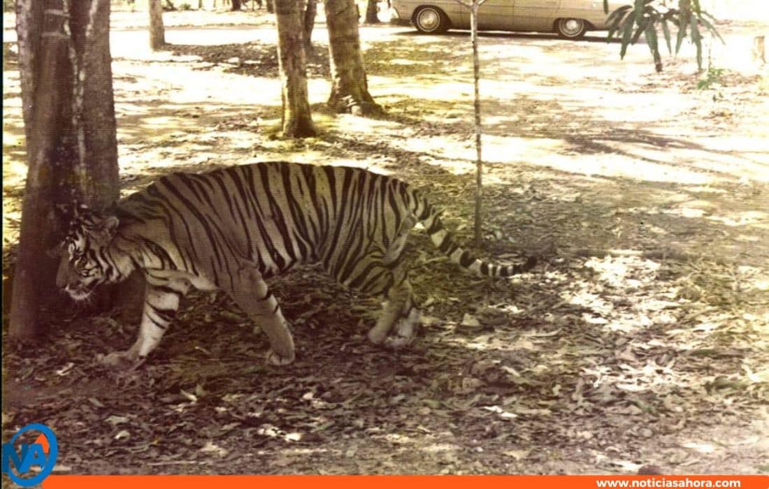 El Safari de Carabobo.0