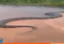 gigantesca anaconda en el río Amazonas