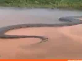 gigantesca anaconda en el río Amazonas