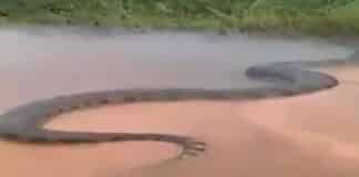 gigantesca anaconda en el río Amazonas