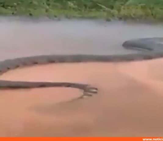 gigantesca anaconda en el río Amazonas