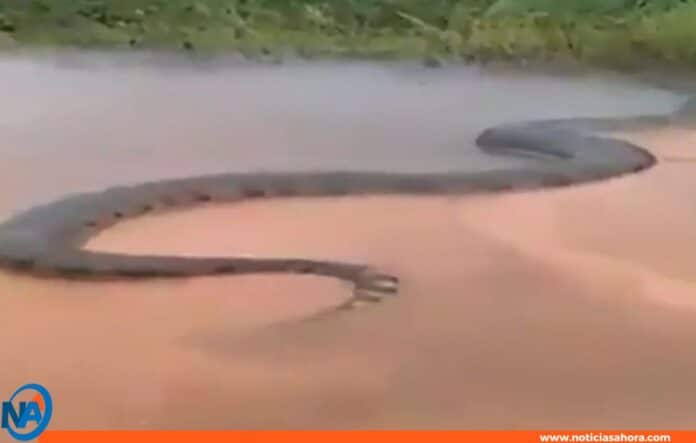 gigantesca anaconda en el río Amazonas