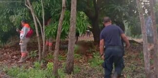 Hombre de 72 años fallece al caer de un árbol