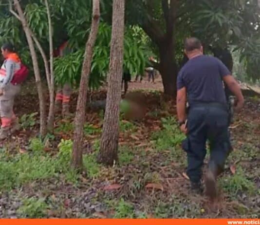 Hombre de 72 años fallece al caer de un árbol