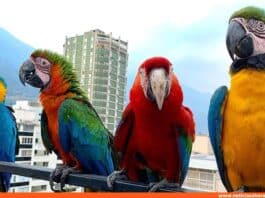 Venezuela: Destino estelar para el aviturismo Mundial