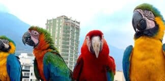 Venezuela: Destino estelar para el aviturismo Mundial