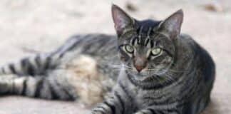 Gato intentar introducir droga