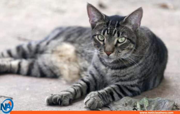 Gato intentar introducir droga