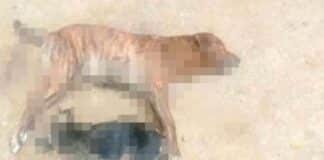 envenenamiento canino Carabobo