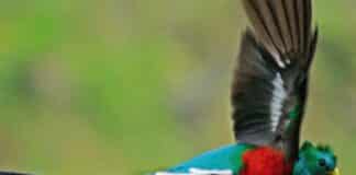 pájaro Quetzal