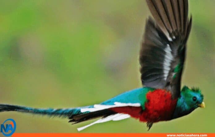 pájaro Quetzal