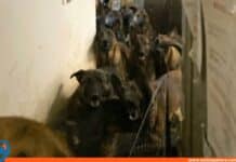 rescatados pastores belga Nueva York