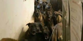 rescatados pastores belga Nueva York