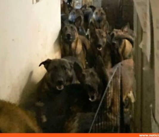 rescatados pastores belga Nueva York