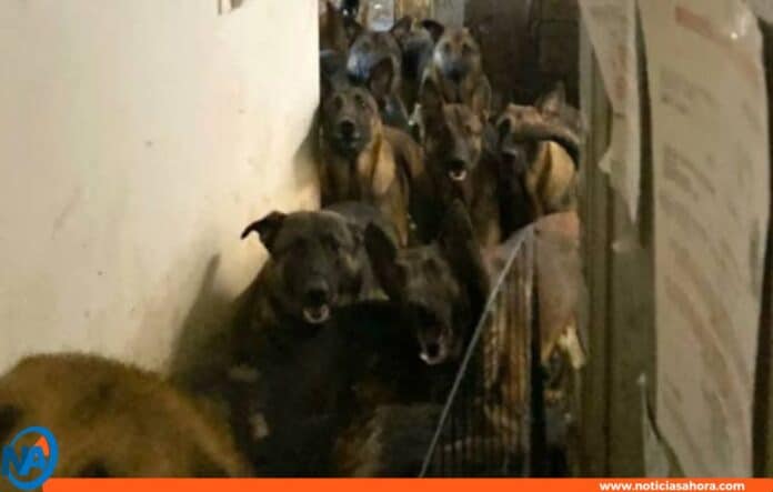 rescatados pastores belga Nueva York