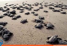 temporada desove tortugas marinas