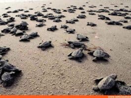 temporada desove tortugas marinas