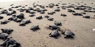 temporada desove tortugas marinas