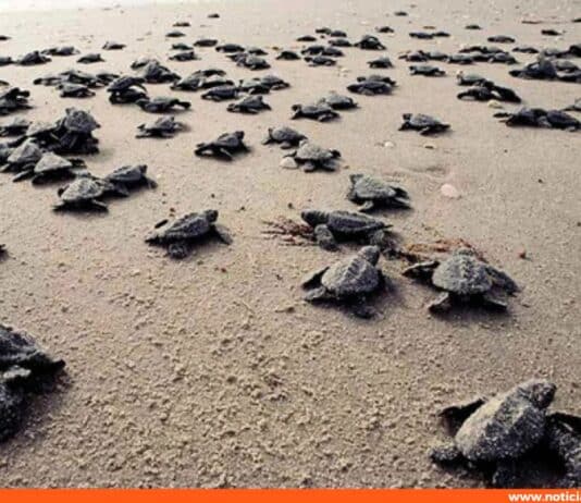 temporada desove tortugas marinas