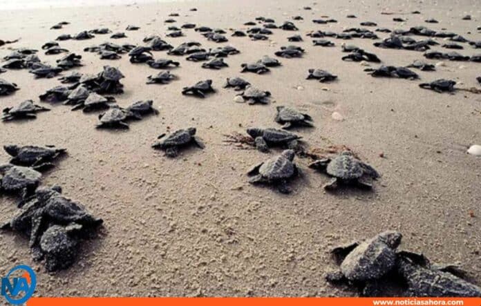 temporada desove tortugas marinas