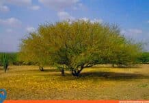vera cují curarí deforestación