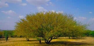 vera cují curarí deforestación