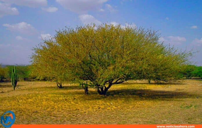 vera cují curarí deforestación