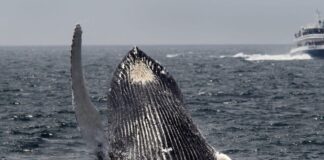 Ballena jorobada aterriza barco pesquero