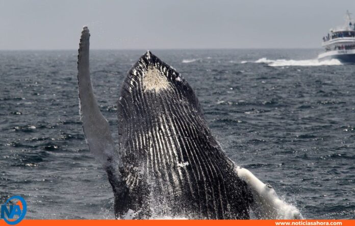 Ballena jorobada aterriza barco pesquero Ballena jorobada aterriza barco pesquero