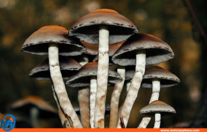 Nueva Zelanda alucinógenos depresión Nueva Zelanda alucinógenos depresión