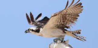 Águila pescadora