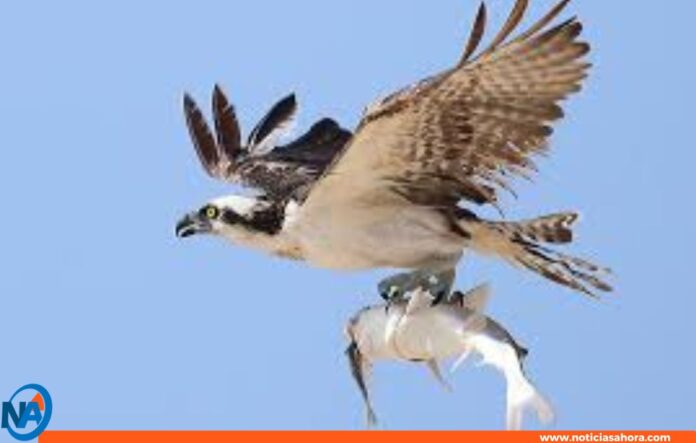 Águila pescadora