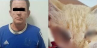 Hombre imputado por MP maltrato animal Nueva Esparta